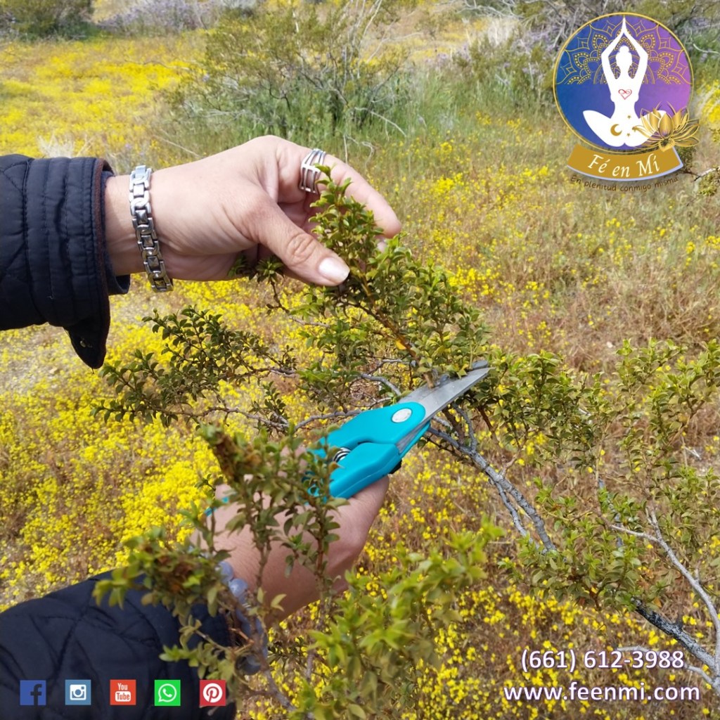 Que es la Gobernadora, Planta Medicinal y donde la&nbsp;compro?